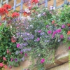 Balcons fleuris